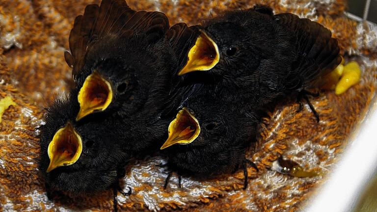 Schnäbel auf: Die vier aus dem Nest gepurzelten und in der Wildtierauffangstation von Dr. Volker Döring in Gerolzhofen gestrandeten jungen Hausrotschwänzchen werden gleich vom Hausherrn mit der Pinzette gefüttert.