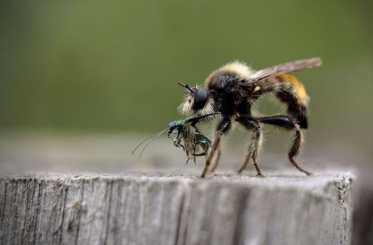 Kleines wird groß: Michael Hetterich hält diesen Moment im Leben eines Insekts fest. Kleines wird groß: Michael Hetterich hält diesen Moment im Leben eines Insekts fest.