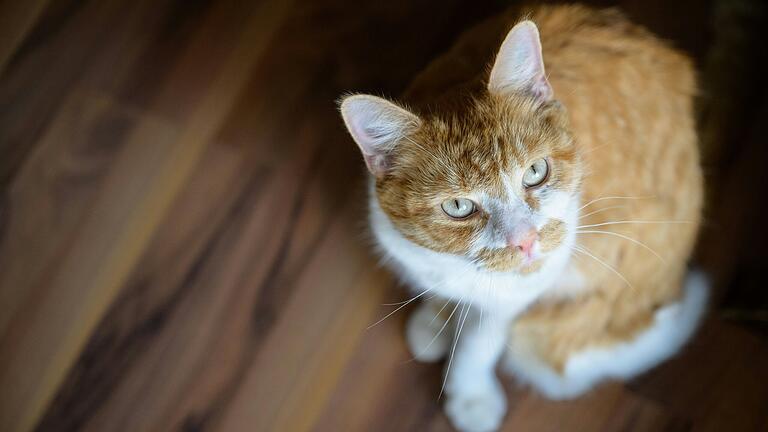In Himmelstadt im Landkreis Main-Spessart ist eine Katze mit einem Luftgewehr beschossen worden. Auch die Katze auf unserem Foto wurde im Jahr 2022 von einem Luftgewehr angeschossen und musste daraufhin operiert werden. In Himmelstadt im Landkreis Main-Spessart ist eine Katze mit einem Luftgewehr beschossen worden. Auch die Katze auf unserem Foto wurde im Jahr 2022 von einem Luftgewehr angeschossen und musste daraufhin operiert werden.