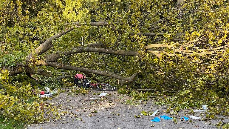 Unfall im Würzburger Ringpark: Eine Buche war auf eine vorbeifahrende Radfahrerin gestürzt. Die Frau hatte den Unfall nicht überlebt.
