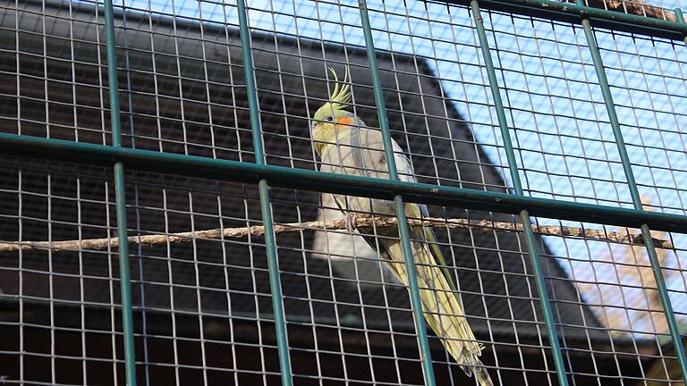 Für die Wildvögel im Wildpark Schweinfurt entsteht eine komplette Stadt. Dazu werden vier neue Volieren gebaut. Die kosten aber viel Geld. Für die Wildvögel im Wildpark Schweinfurt entsteht eine komplette Stadt. Dazu werden vier neue Volieren gebaut. Die kosten aber viel Geld.