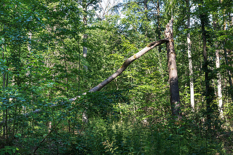 Die Buche ist der dominierende Baum im Irtenberger Wald. Doch finden sich hier auch viele andere Laubbaumarten - wie hier der abgeknickte Kirschbaum. Die Buche ist der dominierende Baum im Irtenberger Wald. Doch finden sich hier auch viele andere Laubbaumarten - wie hier der abgeknickte Kirschbaum. 