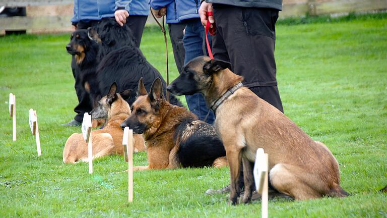 Bayerische Meisterschaft der Fährtenhunde in Bad Kissingen - Bayerische Meisterschaft der Fährtenhunde in Bad Kissingen. Bayerische Meisterschaft der Fährtenhunde in Bad Kissingen - Bayerische Meisterschaft der Fährtenhunde in Bad Kissingen.