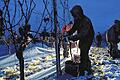 Minus zehn Grad: Winzer in Südbaden haben am Montagmorgen Trauben für den Eiswein gelesen. In Vogtsburg im Kaiserstuhl (Kreis Breisgau-Hochschwarzwald) begaben sich die dickeingepackten Helfer kurz nach 7 Uhr in die Weinberge. Mit Handschuhen und umgehängten Taschenlampen lasen sie zur Morgendämmerung die Trauben der Sorten Weißburgunder und Ruländer. 320 Liter konnten aus den hartgefrorenen Trauben gepresst werden. Auch in anderen Orten in Südbaden wurde am frühen Morgen Eiswein gelesen.