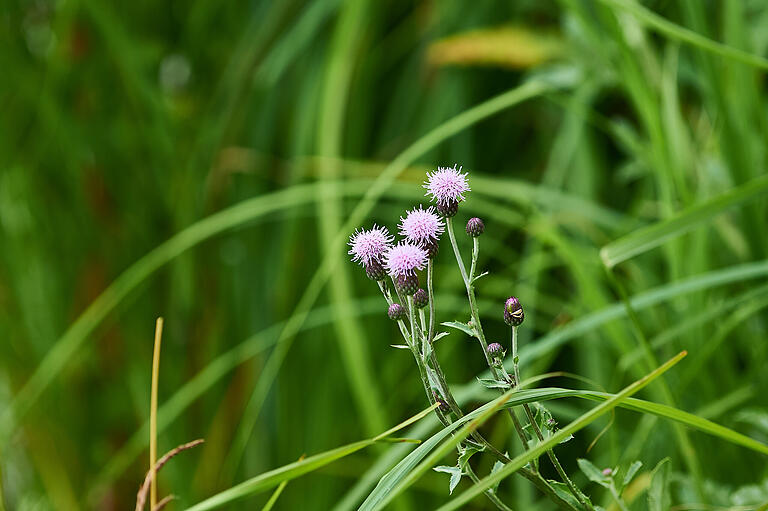 Blütenpracht ziert das Biotop am Ellertshäuser See.