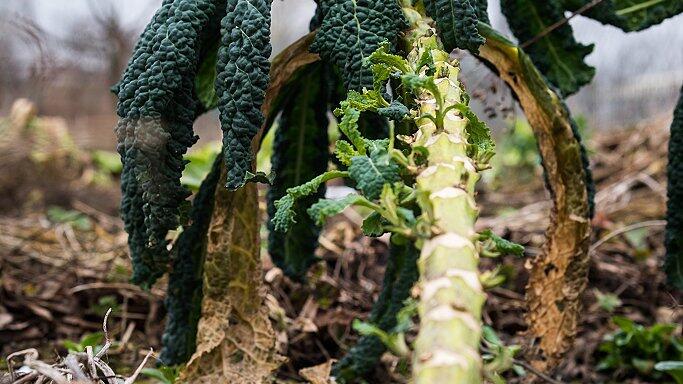 Palmkohl ist ein ideales Gemüse für Selbstversorger: Wenn die Winter nicht zu hart sind, kann man bis ins dritte Jahr durchgehend Blätter ernten und in der Küche vielseitig verwenden. Palmkohl ist ein ideales Gemüse für Selbstversorger: Wenn die Winter nicht zu hart sind, kann man bis ins dritte Jahr durchgehend Blätter ernten und in der Küche vielseitig verwenden.