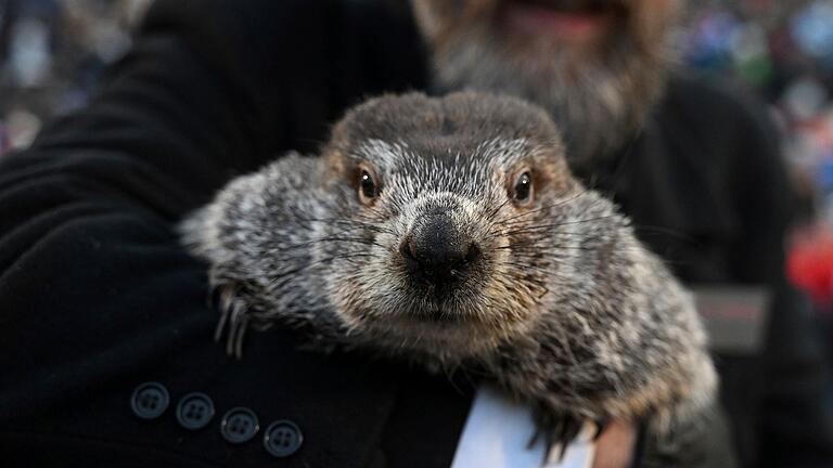 Murmeltier Phil       -  Murmeltier Phil hat zum Murmeltiertag in den USA 'gesprochen'.