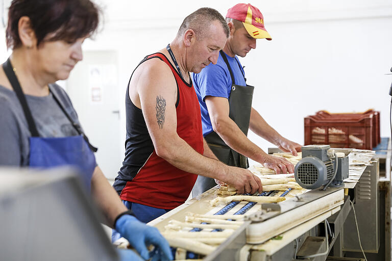 In der Halle am Hof von Hans Wolf in Prichsenstadt wird der Spargel für den Verkauf vorbereitet. Der Spargel wird dort auch ab Hof verkauft. In der Halle am Hof von Hans Wolf in Prichsenstadt wird der Spargel für den Verkauf vorbereitet. Der Spargel wird dort auch ab Hof verkauft.