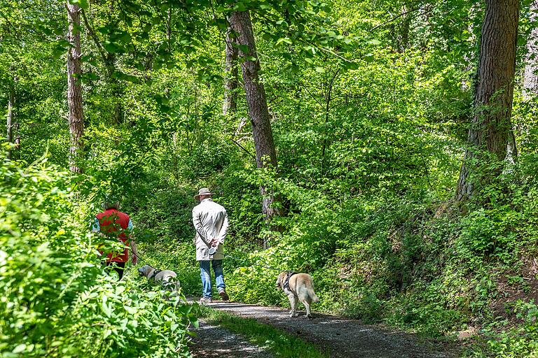 Im Wald Rainberg schützt das Laubdach im Sommer die Spaziergänger vor allzugroßer Hitze. Im Wald Rainberg schützt das Laubdach im Sommer die Spaziergänger vor allzugroßer Hitze.