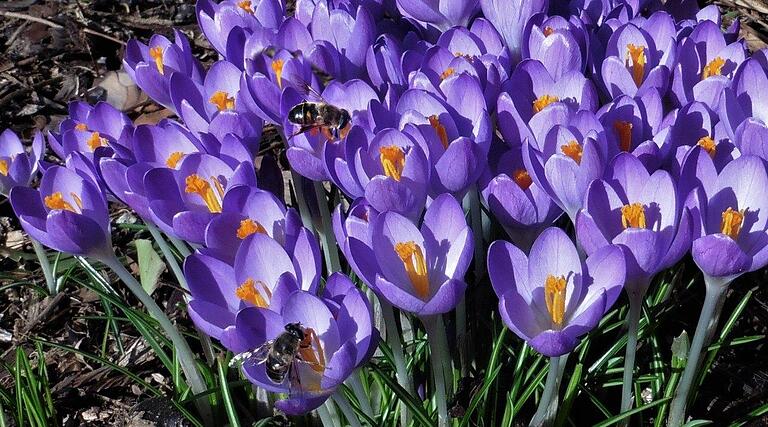 Die warmen Sonnenstrahlen im März nutzten die Bienen, um Nektar zu sammeln. Die warmen Sonnenstrahlen im März nutzten die Bienen, um Nektar zu sammeln.