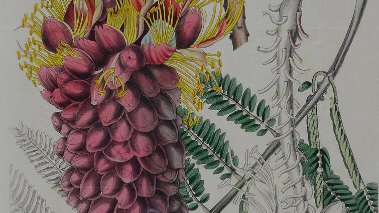 „Korallenregen“, aus Curtis? Botanical Magazine, 1834. „Korallenregen“, aus Curtis? Botanical Magazine, 1834.