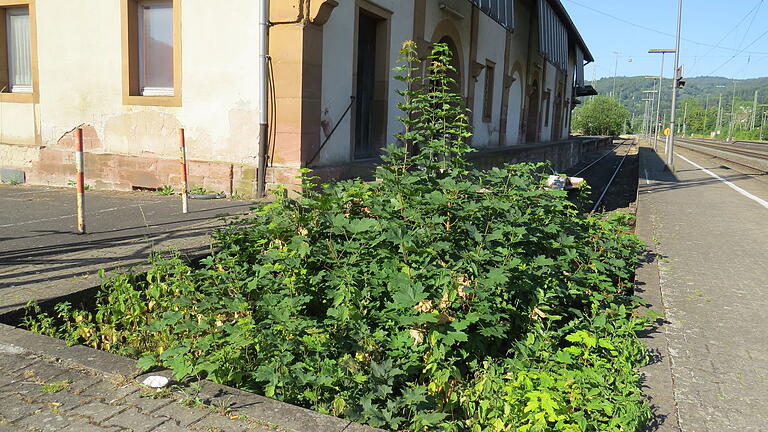 Vernachlässigter Umgriff: »Grüne Insel« am Bahnhof Lohr.
