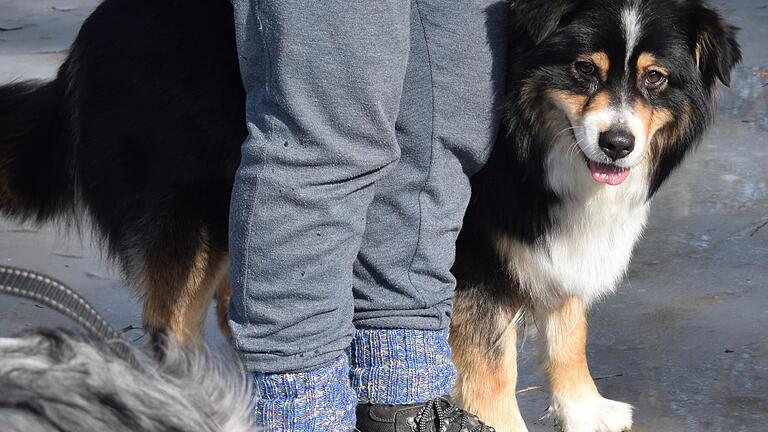 Die dreijährige 'Emi', die Australian-Shepherd-Hündin von Sulzheims Bürgermeister Jürgen Schwab, wurde, gefangen in einer Lebendfalle, von einem Jäger erschossen. Die dreijährige 'Emi', die Australian-Shepherd-Hündin von Sulzheims Bürgermeister Jürgen Schwab, wurde, gefangen in einer Lebendfalle, von einem Jäger erschossen.