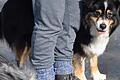Die dreijährige 'Emi', die Australian-Shepherd-Hündin von Sulzheims Bürgermeister Jürgen Schwab, wurde, gefangen in einer Lebendfalle, von einem Jäger erschossen.