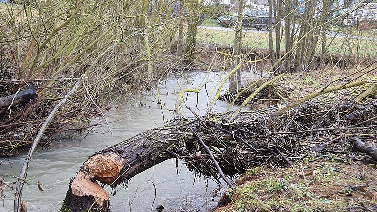 Emsig ist ein Biber in Hendungen und setzte auch schon die Kläranlage unter Wasser. Emsig ist ein Biber in Hendungen und setzte auch schon die Kläranlage unter Wasser.