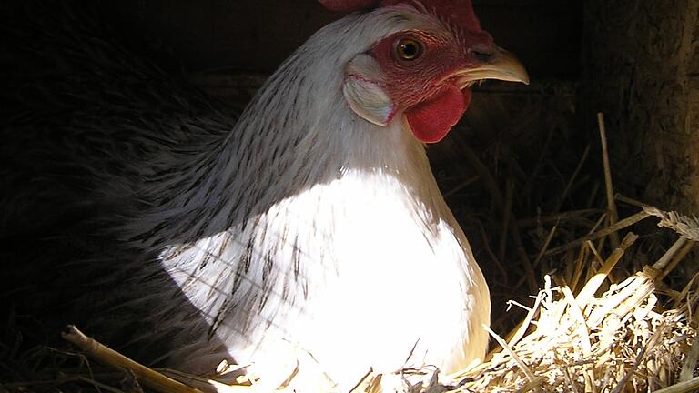 Ein Huhn in der Legebox im Schulstall.