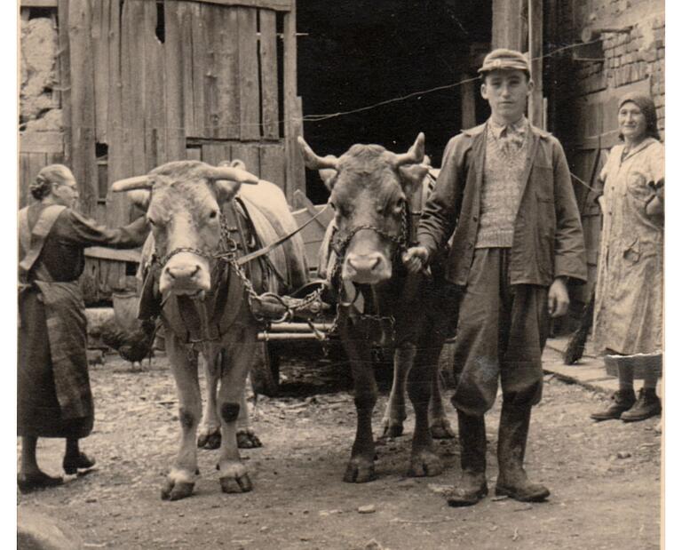 Ochsengespann auf dem Weg aufs Feld. Schon nach dem Krieg setzte die Mechanisierung ein. Traktoren lösten die Pferde und Ochsen ab, die viele Jahrhunderte als Zugtiere wertvolle Helfer der Bauern waren. Ochsengespann auf dem Weg aufs Feld. Schon nach dem Krieg setzte die Mechanisierung ein. Traktoren lösten die Pferde und Ochsen ab, die viele Jahrhunderte als Zugtiere wertvolle Helfer der Bauern waren.