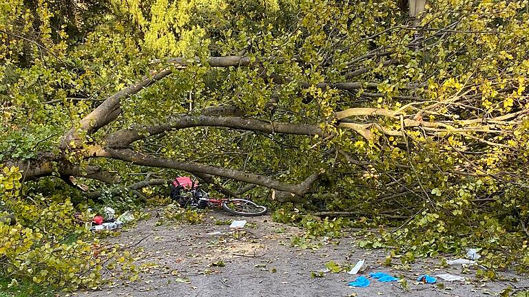 Unfall im Würzburger Ringpark: Eine Buche ist auf eine vorbeifahrende Radfahrerin gestürzt. Die Frau hat den Unfall nicht überlebt.