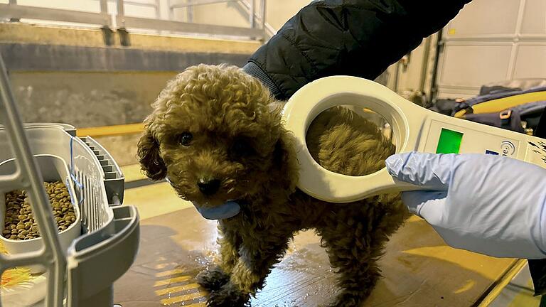 Illegaler Hundetransport aufgedeckt       -  Bei einer Kontrolle der Grenzpolizei in der Oberpfalz ist ein illegaler Welpentransport aufgedeckt worden.