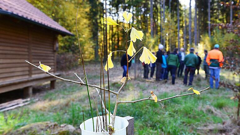 Im Hintergrund berät der Hendunger Gemeinderat, wie man den Raum bei der Hütte des &bdquo;Grünen Klassenzimmers&ldquo; für das Anpflanzen weiterer Bäume des Jahrs erweitern kann. Im Vordergrund ist ein junger Ginkgo-Baum zu sehen, den die Gemeinde schon vor einiger Zeit als Baum des Jahrs gepflanzt hatte.