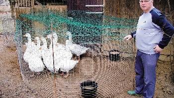 Abschiedsfoto: Die Aufnahme vom Mittwochnachmmitag       -  Abschiedsfoto: Die Aufnahme vom Mittwochnachmmitag zeigt die
Stockheimer Gänse von Bernd Ullrich im Pferch.