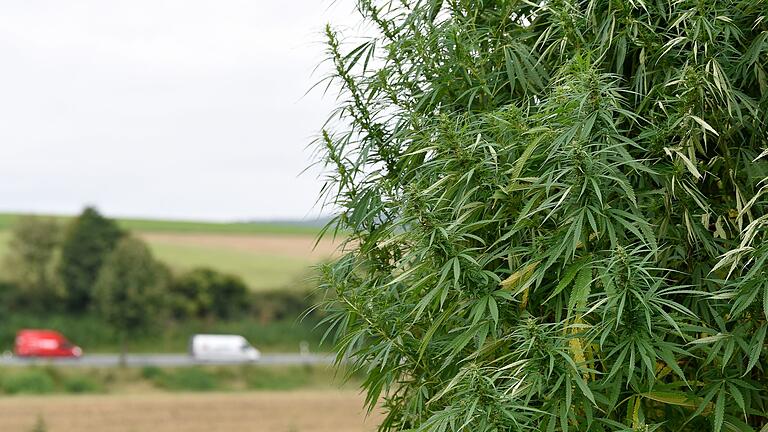 Hanfanbau       -  Für Landwirte soll der Anbau von Nutzhanf einfacher werden. (Archivbild)