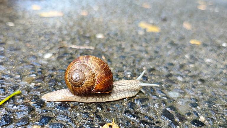Aufnahme einer Schnecke mit dem Motorola Edge 50 Pro - Die Makrofunktion der Kamera des Edge 50 Pro hebt die Schnecke hervor und lässt den Hintergrund unscharf werden. Aufnahme einer Schnecke mit dem Motorola Edge 50 Pro - Die Makrofunktion der Kamera des Edge 50 Pro hebt die Schnecke hervor und lässt den Hintergrund unscharf werden.