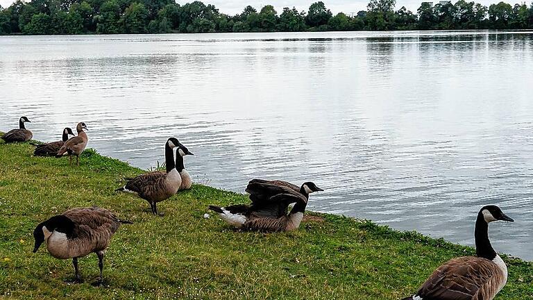 Weil viele &bdquo;Tierfreunde&ldquo; die Gänse füttern, fühlen die sich am Baggersee wohl. Die Hinterlassenschaft sorgt für berechtigten Ärger.