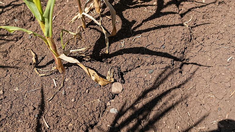 Wassermangel und Trockenheit machen unter anderem den Landwirten im Grabfeld zu schaffen.