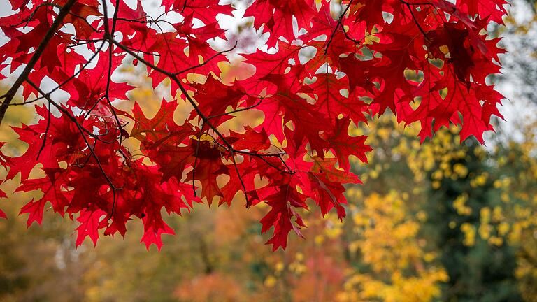 Was ist eigentlich so toll am Herbst?       -  Der Ahorn ist vor allem im Herbst einer der schönsten Bäume: Seine Blätter sind dann feuerrot. (Archivbild)