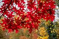 Was ist eigentlich so toll am Herbst?       -  Der Ahorn ist vor allem im Herbst einer der schönsten Bäume: Seine Blätter sind dann feuerrot. (Archivbild)