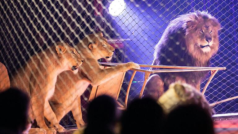 Mit dem Programm 'Mandana' bringt der Circus Krone ein modernes Märchen mit nach Bad Neustadt. Das Foto stammt aus einer Show aus dem Jahr 2019 in Würzburg. Auch in Bad Neustadt werden Raubtiere Teil des Programms sein.