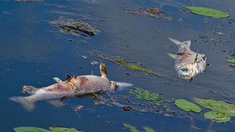 Erneut tote Fische im Fluss Oder       -  Tote Fische treiben in einem Nebenarm der Oder. Polen kämpft derzeit mit der Blüte giftiger Goldalgen in Gewässer, die mit der Oder verbunden sind. (Archivbild)