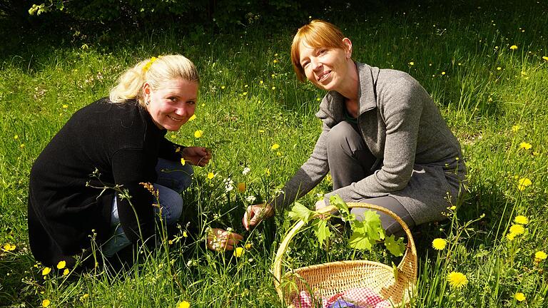 Tatjana Lörzer (Filke) und Petra Illner (Maßbach) beim Sammeln von Kräutern. Foto: Marion Eckert - Tatjana Lörzer (Filke) und Petra Illner (Maßbach) beim Sammeln von Kräutern. Foto: Marion Eckert Tatjana Lörzer (Filke) und Petra Illner (Maßbach) beim Sammeln von Kräutern. Foto: Marion Eckert - Tatjana Lörzer (Filke) und Petra Illner (Maßbach) beim Sammeln von Kräutern. Foto: Marion Eckert