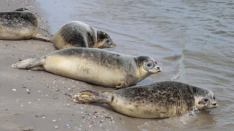 Auswilderung von jungen Seehunden in der Nordsee       -  In der Seehundstation wurden sie aufgepäppelt, bis sie das Auswilderungsgewicht von mindestens 25 Kilogramm erreicht haben.