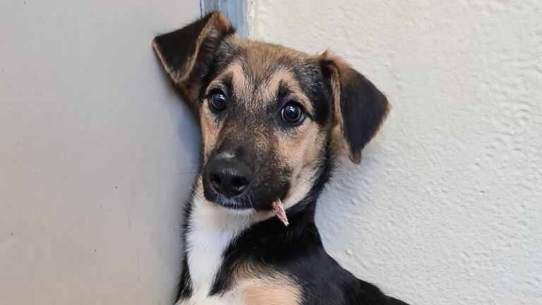 Hat in der Sendung 'Die Unvermittelbaren' mit Martin Rütter ein neues Zuhause gefunden: Hund Axel aus dem Würzburger Tierheim.