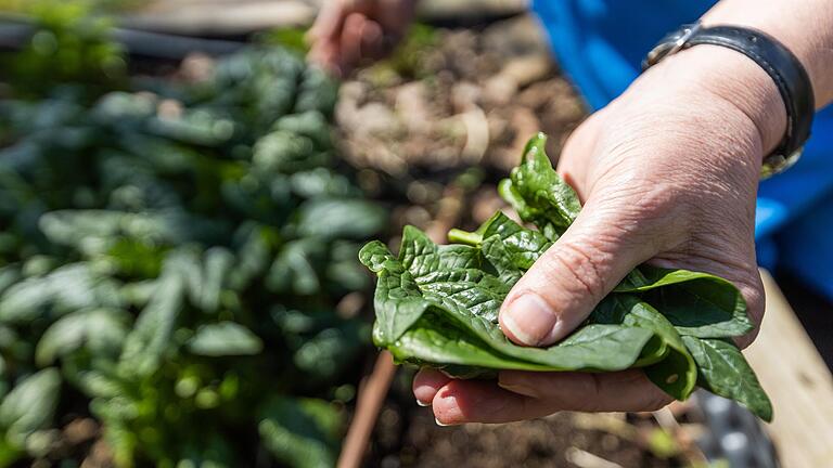 Perfekt für das Hochbeet im Frühjahr: Spinat (im Bild), Asia-Salate und Kräuter. Perfekt für das Hochbeet im Frühjahr: Spinat (im Bild), Asia-Salate und Kräuter.