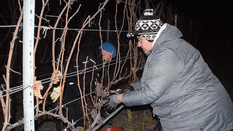 In eisiger Nacht hat der Sommeracher Winzerkeller Eiswein gelesen. 147 Öchsle hat der Silvaner, der im Sommer abgefüllt werden soll.