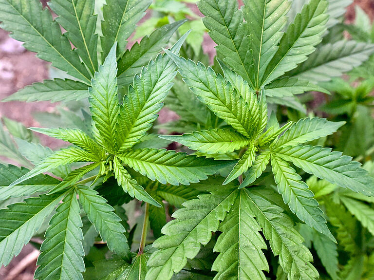 Das Symbolbild zeigt eine Cannabis-Pflanze. Mehr als 1500 Stück dieser Gewächse wurden Anfang Dezember in einer Scheune in Willmars entdeckt. Das Symbolbild zeigt eine Cannabis-Pflanze. Mehr als 1500 Stück dieser Gewächse wurden Anfang Dezember in einer Scheune in Willmars entdeckt.