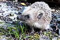 Igel findet in einem Hohenrother Garten ein liebevolles Zuhause