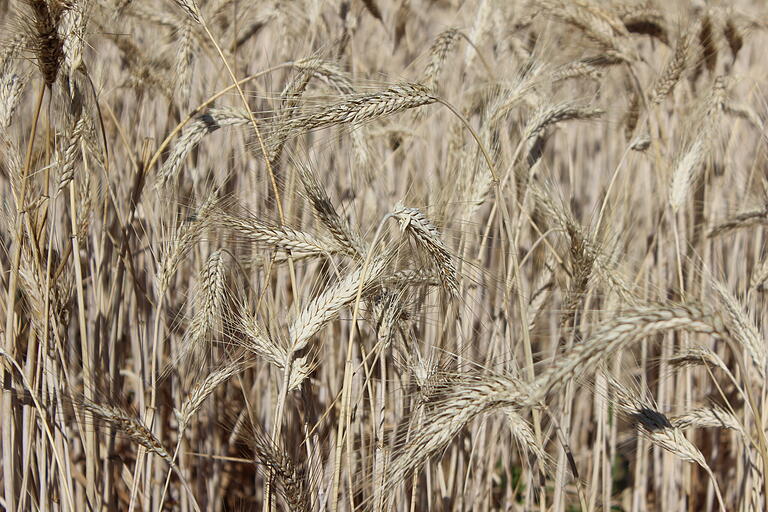 Bio-Landwirt Hans Dünninger kann mit seiner Weizenernte noch ein paar Tage länger warten. Grund ist die Bodenbearbeitung mit Haken und Striegel, die den Wasserhaushalt des Bodens reguliere.