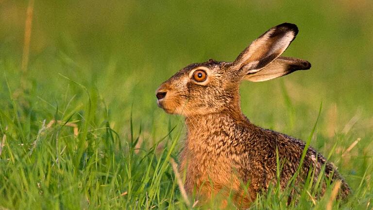 Feldhasen und andere   Tiere sind derzeit von der Hasenpest bedroht. Im Raum Hammelburg im Landkreis Bad Kissingen wurde ein erster Infektionsfall festgestellt.Julian Stratenschulte/dpa       -  Feldhasen und andere   Tiere sind derzeit von der Hasenpest bedroht. Im Raum Hammelburg im Landkreis Bad Kissingen wurde ein erster Infektionsfall festgestellt.Julian Stratenschulte/dpa