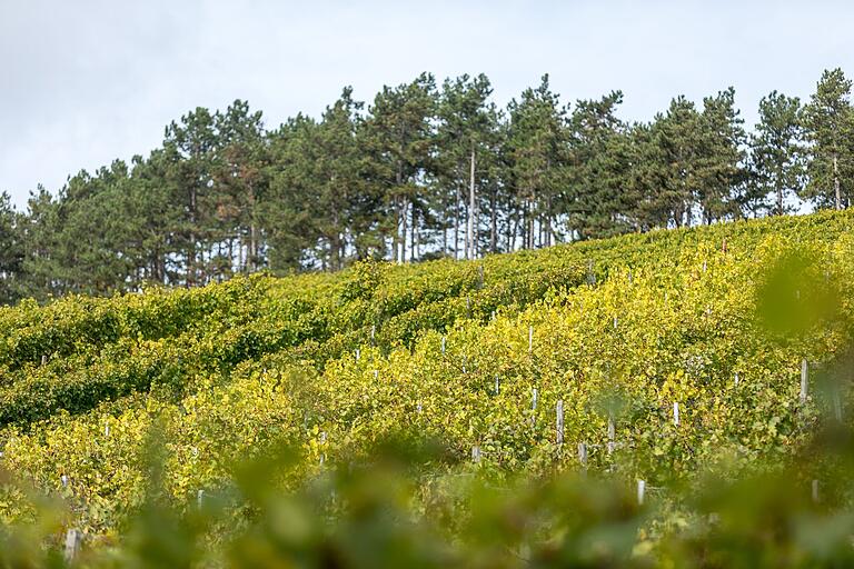 Hier ist der Name des Wanderweges in einem Bild festgehalten: Zwischen Wengert, dem fränkischen Weinberg, und Kiefern zwischen Margetshöchheim und Erlabrunn (Lkr. Würzburg).