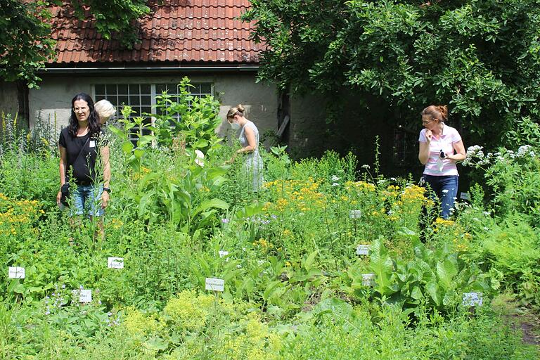 Aktionstag im Kirchenburgmuseum: Interessante Gewächse im Kräutergarten.