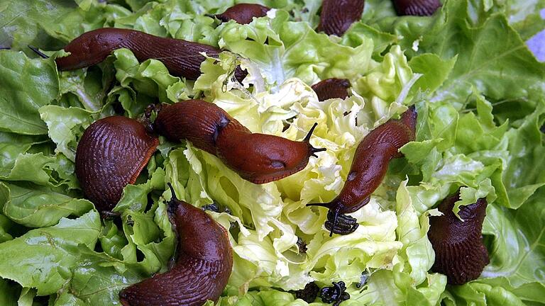 Damit Nacktschnecken die Pflanzen im Garten nicht wegfressen, rät Alexandra Schwarz, die Schnecken in der Dämmerung einzusammeln. Damit Nacktschnecken die Pflanzen im Garten nicht wegfressen, rät Alexandra Schwarz, die Schnecken in der Dämmerung einzusammeln.