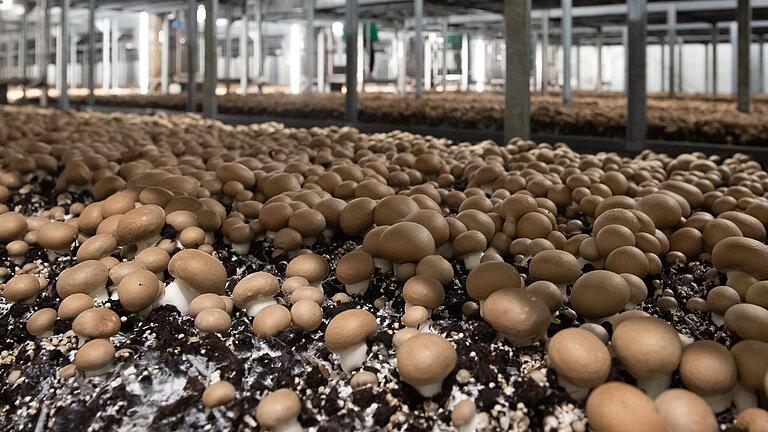 &nbsp;Millionen von Champignons wachsen in den Kulturbeeten in der Zuchtanlage bei Eßleben heran.