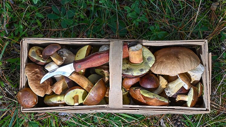 Gesammelte Wildpilze       -  Wer heuer in Bayern in die Pilze geht, darf auf viele Funde hoffen. (Symbolbild)