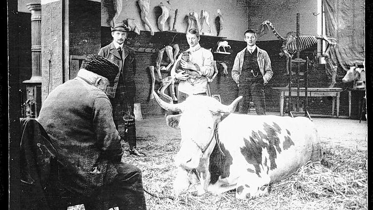 Im Münchner Atelier: Heinrich von Zügel mit Modell-Kuh, Schwarz-Weiß-Fotografie aus dem Zügel-Album von Max Bergmann, Städtische Galerie im Lenbachhaus, München, Archiv.