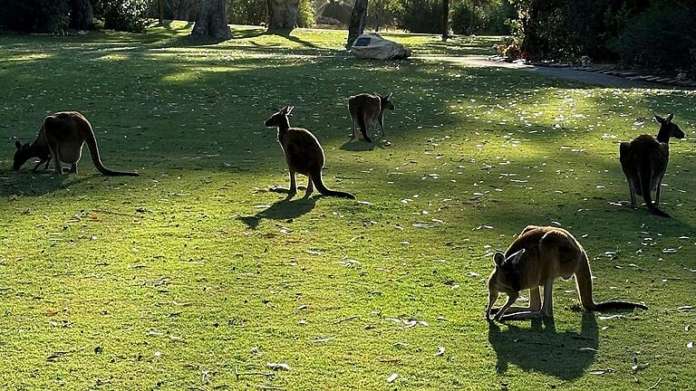 Kängurus begegnen Nicole Albersdörfer in Australien häufiger. Kängurus begegnen Nicole Albersdörfer in Australien häufiger.