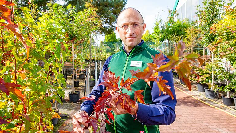 Was ist für den Garten geeignet? Gärtnermeister Dieter Schlereth aus Bad Kissingen empfiehlt robuste, winterharte Sorten.